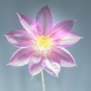 Meet your Posher, Hermela